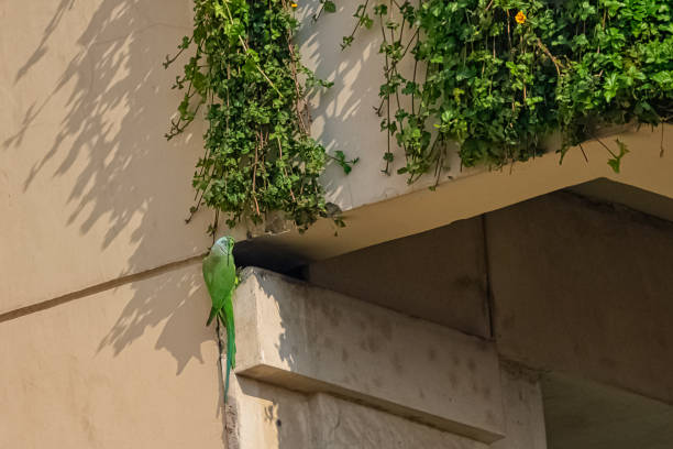 indian rose-ringed parakeet (psittacula krameri manillensis), also known as the ring-necked parakeet - new delhi, india - new media imagens e fotografias de stock