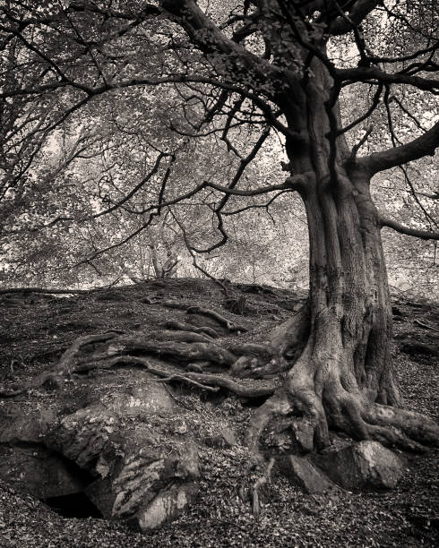 istock monochrome image of an ancient beech tree with twisted branches and roots growing around rocks and boulders 1087661878