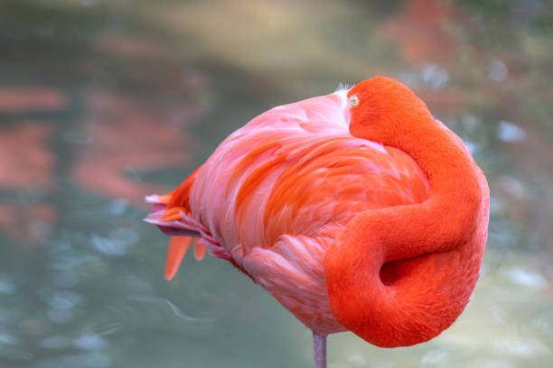 istock Beautiful pink flamingo 1087663318