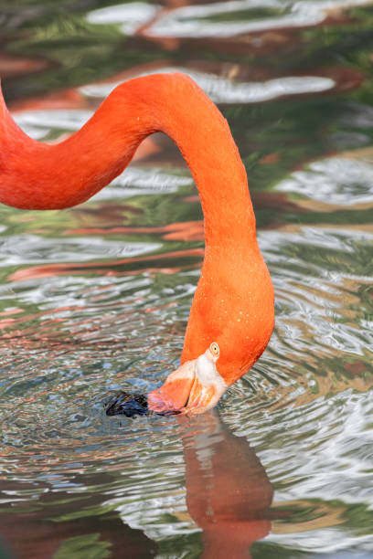 istock Beautiful pink flamingo 1087663364