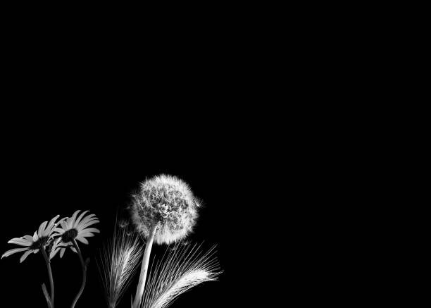 Closeup andelion, daisies and tares on black background