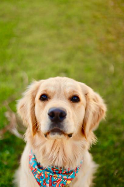 istock A Good Girl 1087668698