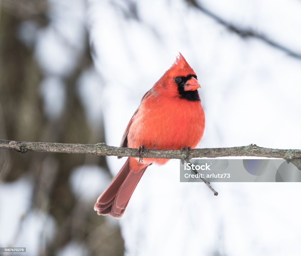 Cardinal in the snow A beautiful male Northern Cardinal (Cardinalis cardinalis) on tree branch on snowy day. Northern Cardinal Stock Photo