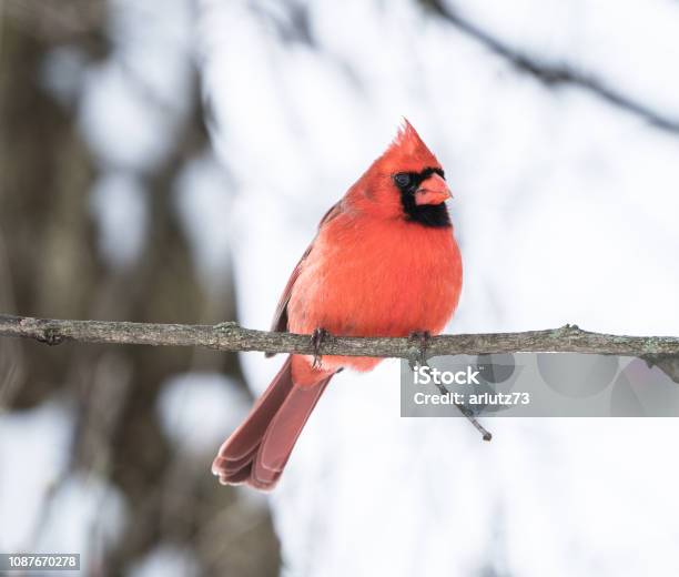 Cardinal In The Snow Stock Photo - Download Image Now - Northern Cardinal, Snow, Animal Body Part