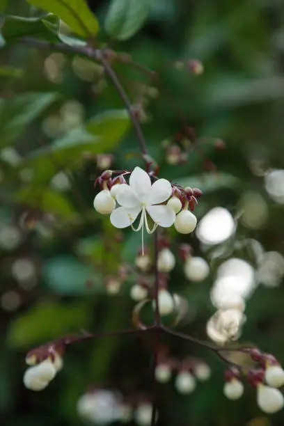 Photo of Fiddlewood Tree also called Spiny Fiddlewood Citharexylum spinosum