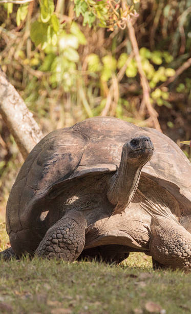 istock Aldabra Giant Tortoise Aldabrachelys gigantean 1087675030