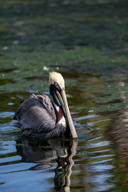 istock Courting brown pelican Pelecanus occidentalis 1087678772