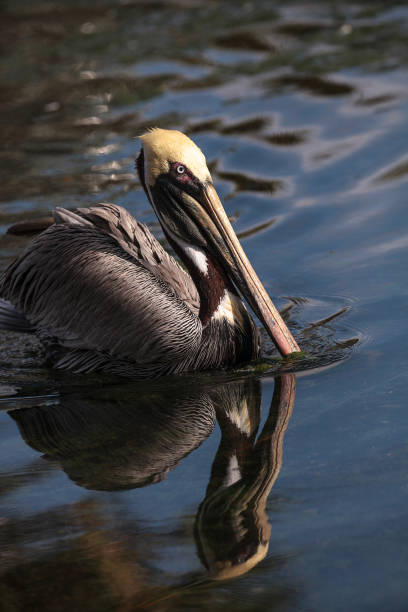 istock Courting brown pelican Pelecanus occidentalis 1087678796