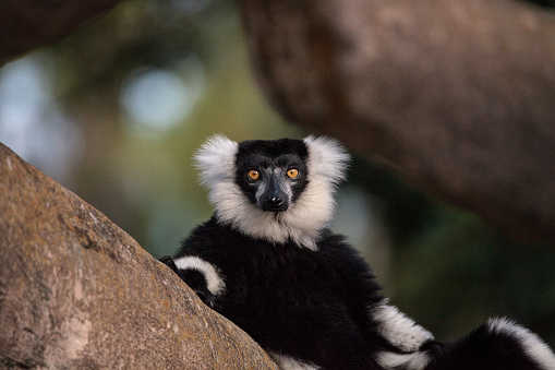 Black and white ruffed lemur Varecia variegate found in Madagascar.