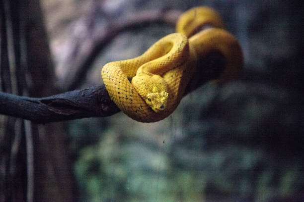 istock Yellow eyelash viper snake Bothriechis schlegelii 1087682134