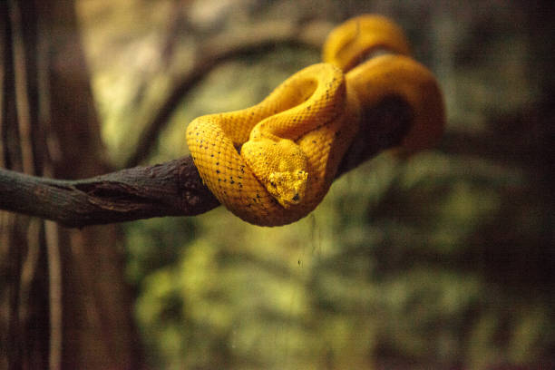 istock Yellow eyelash viper snake Bothriechis schlegelii 1087682154