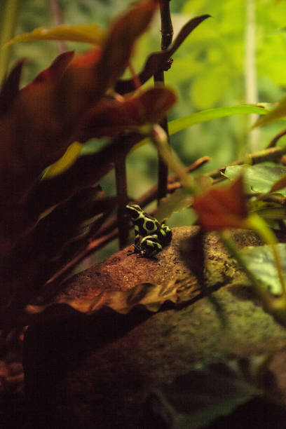 istock Green and black poison dart frog Dendrobates auratus 1087683404