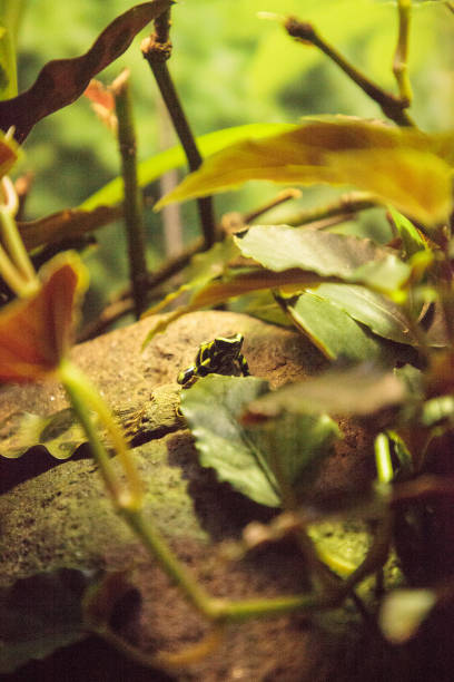 istock Green and black poison dart frog Dendrobates auratus 1087683446