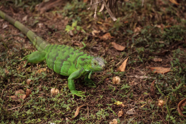 istock Juvenile green iguana scientifically known as Iguana iguana 1087683676