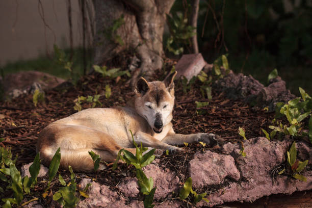 Old elderly New Guinea Singing Dog Canis lupus dingo relaxes under a tree.