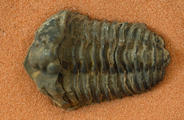 istock Fossil of a trilobite 1087685234