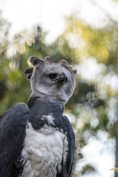 Harpy eagle Harpia harpyja raptor perched on a branch. Harpy eagle Harpia harpyja raptor perched on a branch. This large bird of prey is on the threatened species list. harpy eagle stock pictures, royalty-free photos & images