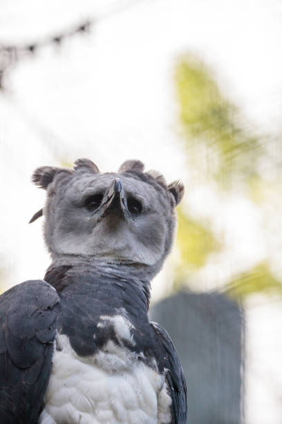 istock Harpy eagle Harpia harpyja raptor perched on a branch. 1087685324