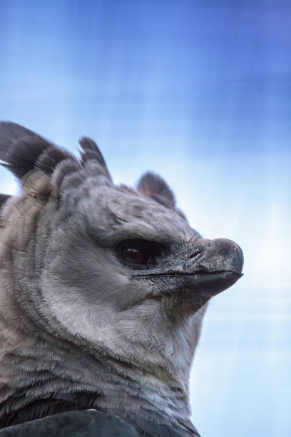 istock Harpy eagle Harpia harpyja raptor perched on a branch. 1087685330