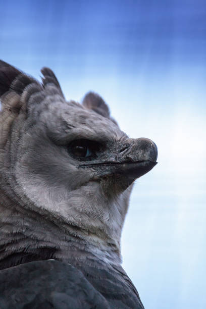 istock Harpy eagle Harpia harpyja raptor perched on a branch. 1087685342