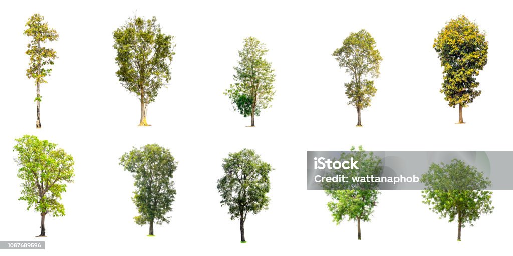 Raccolta di alberi isolati - Foto stock royalty-free di Albero