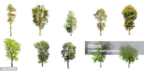Collection Of Trees Isolated Stock Photo - Download Image Now - Tree, Cut Out, White Background