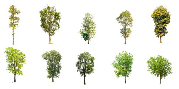 Photo of Collection of trees isolated