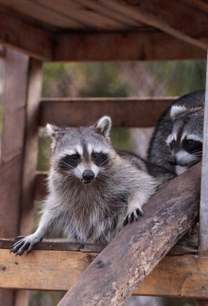 istock Playing raccoon Procyon lotor pair on a porch 1087689704