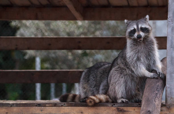 istock Playing raccoon Procyon lotor pair on a porch 1087689752
