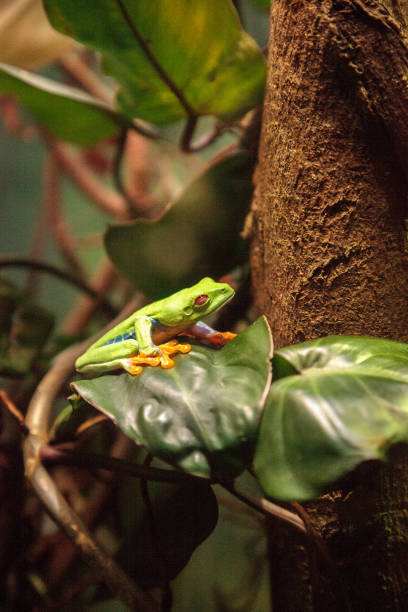 istock Red-eyed tree frog Agalychnis callidryas 1087692956
