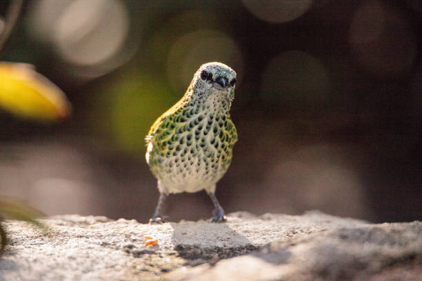 Spotted tanager bird Tangara punctate is a neotropical bird that has yellow and green in its feather.