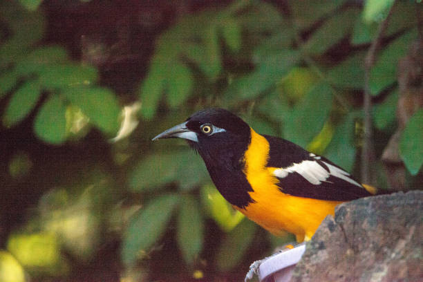 Hooded oriole in a tree, Mexico.