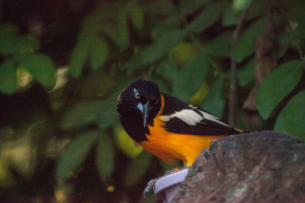 istock Venezuelan troupial bird Icterus icterus 1087693240