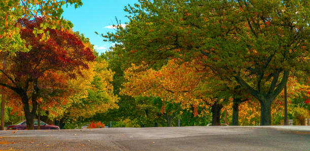 Byng st Orange. a beautiful treelined st in the city of Orange in central west NSW Australia. new south wales stock pictures, royalty-free photos & images