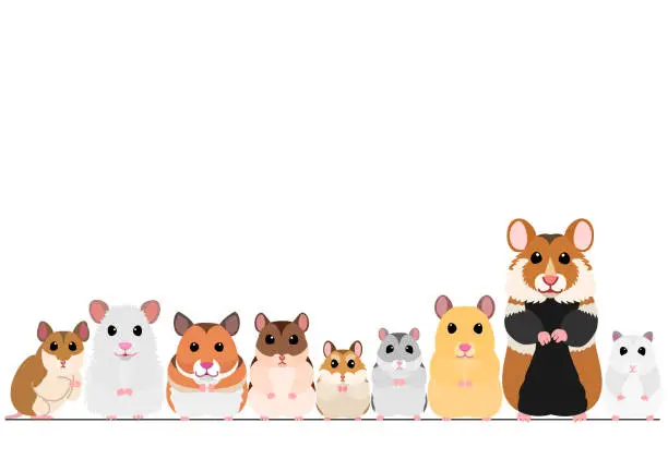 Vector illustration of hamsters in a row