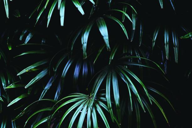 istock Rich dark green tropical leaf texture background, spa background concept, copy space 1087704400