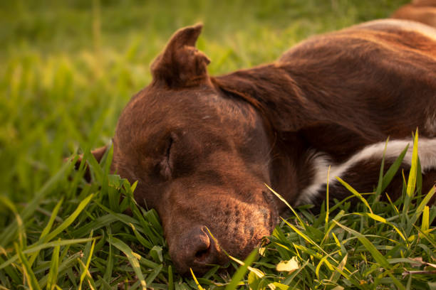 istock Big brown dog resting on the lawn 1087725854