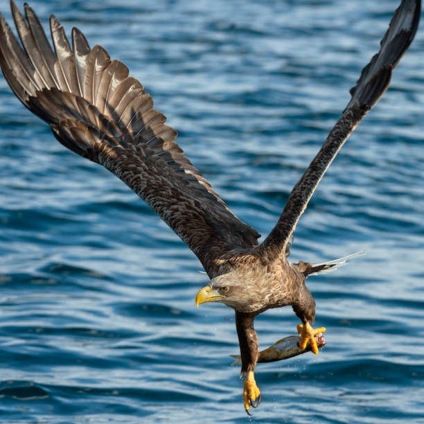 istock Adult White-tailed eagle fishing. 1087732428