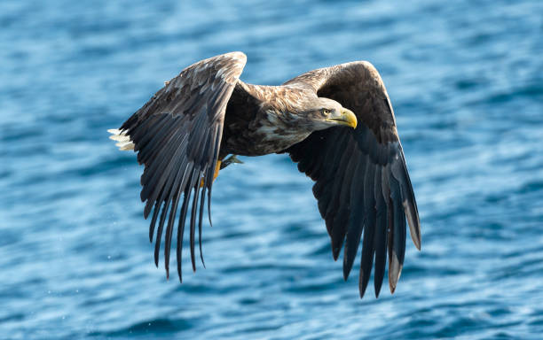 istock Adult White-tailed eagle fishing. 1087732564