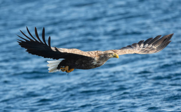 istock Adult White-tailed eagle fishing. 1087732582