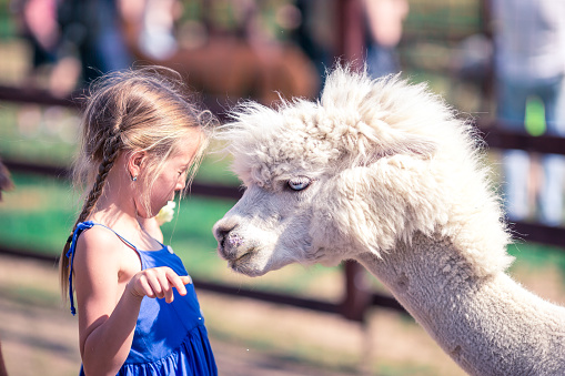 Adorable little girl is playing with cute alpaca in the park