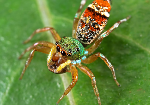 Macro Photography of Colorful Jumping Spider on Green Leaf