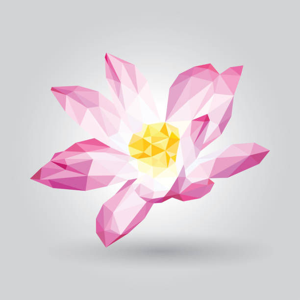 rosa weiße blatt gelbe pollen lotusblüte auf grauem hintergrund isoliert. - corbel stock-grafiken, -clipart, -cartoons und -symbole