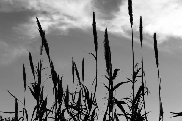 istock grassland against a moody sky 1087749644