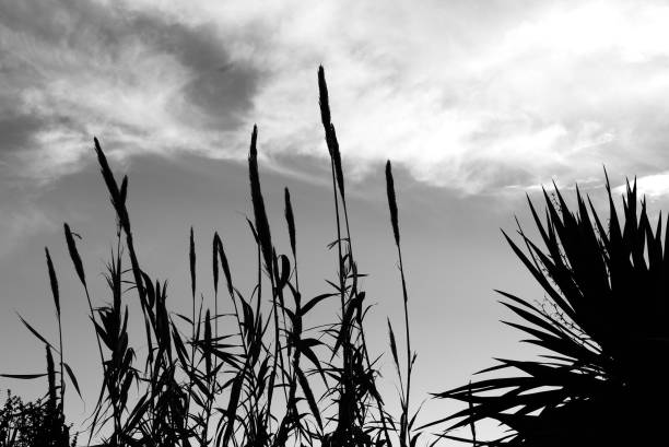 istock grassland against a moody sky 1087749654