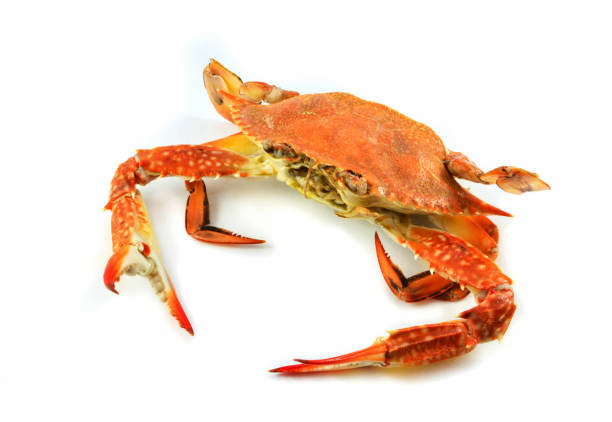 istock steam crab isolated on white background / cooked crab steamed seafood 1087754016