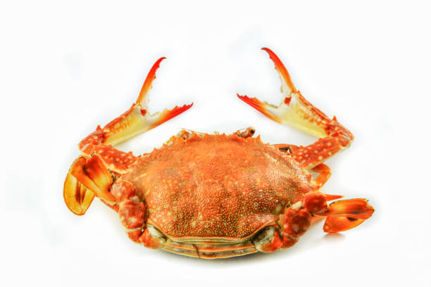 istock steam crab isolated on white background / cooked crab steamed seafood 1087754020