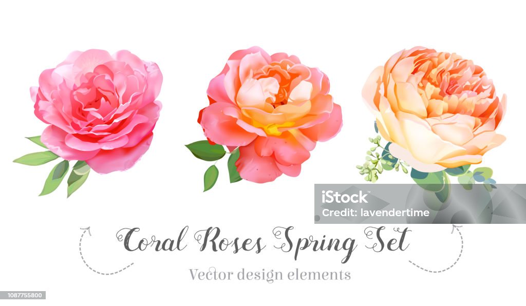 Set primaverile rose da giardino corallo in stile acquerello - arte vettoriale royalty-free di Rosa - Fiore