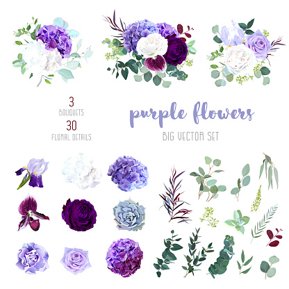 Dark purple garden rose, plum orchid, white and violet rose, lilac hydrangea, iris, carnation, seeded eucalyptus, greenery, succulents big vector collection. All elements are isolated and editable.