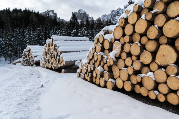 istock fir logs cut and stacked 1087755858